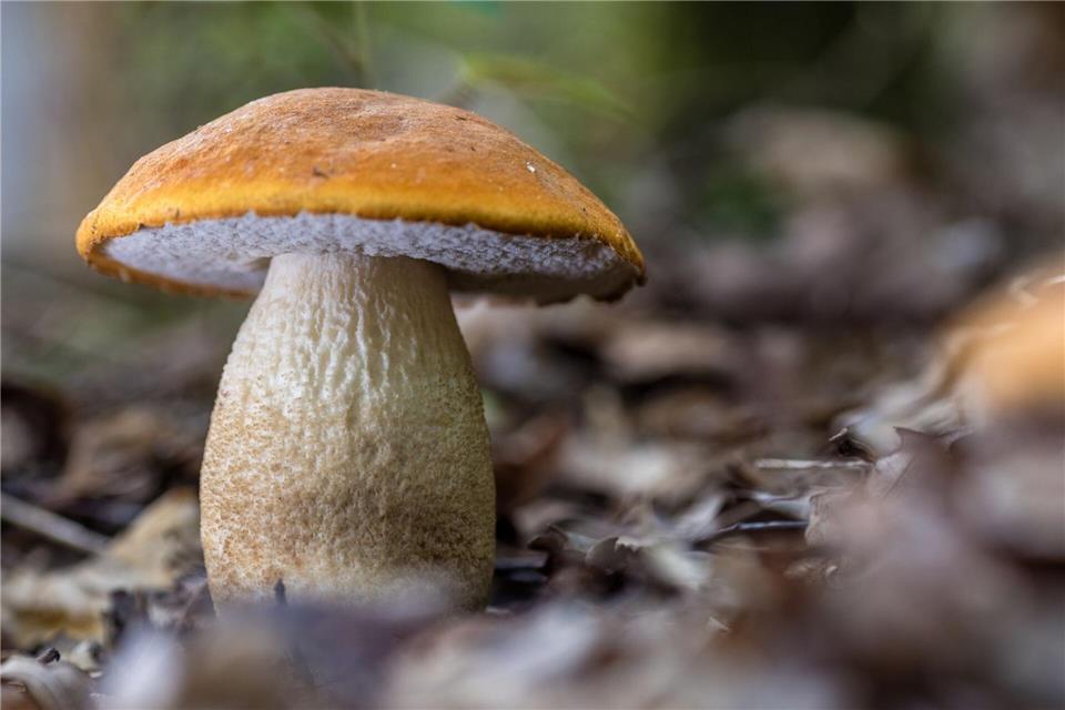 Die Pilze zeigen sich nach dem Regen der letzten Tage häufig in Südbrandenburg.Frank Hammerschmidt/dpa