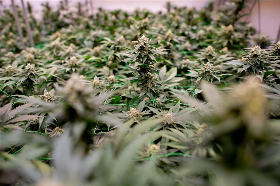 Die Plantage flog auf, weil Mitarbeiter eines Netzbetreibers entdeckten, dass dafür von einem Trafohäuschen Strom abgezweigt wurde. (Symbolbild)Hauke-Christian Dittrich/dpa