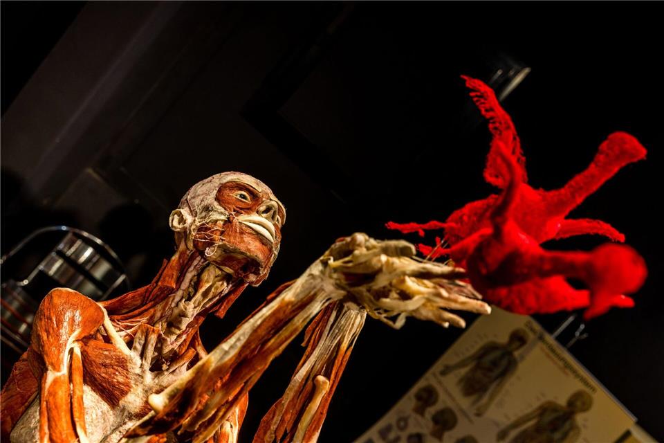 Die Plastinate aus Guben sind weltbekannt. Frank Hammerschmidt/dpa