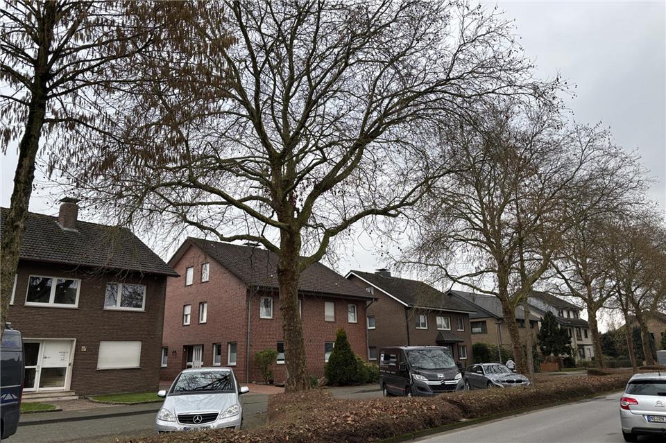 Die Platanen am Südring, die bisher nicht zurückgeschnitten worden sind, sollen laut Verwaltung auch weiter nicht zurückgeschnitten werden.