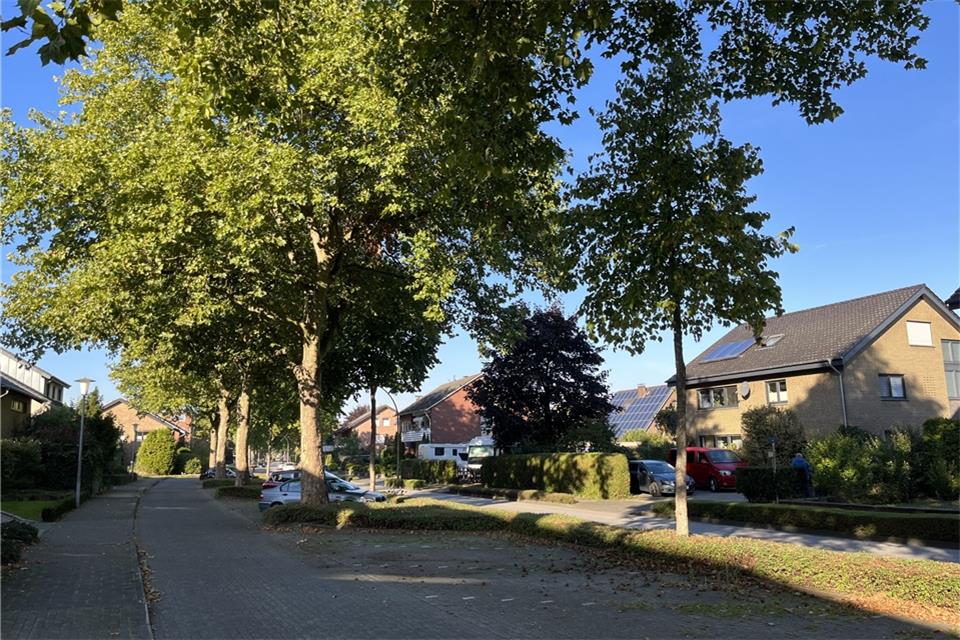 Die Platanen am Südring sind ein Dauerthema bei den Anliegern. Der Bau- und Umweltausschuss soll sich damit befassen.