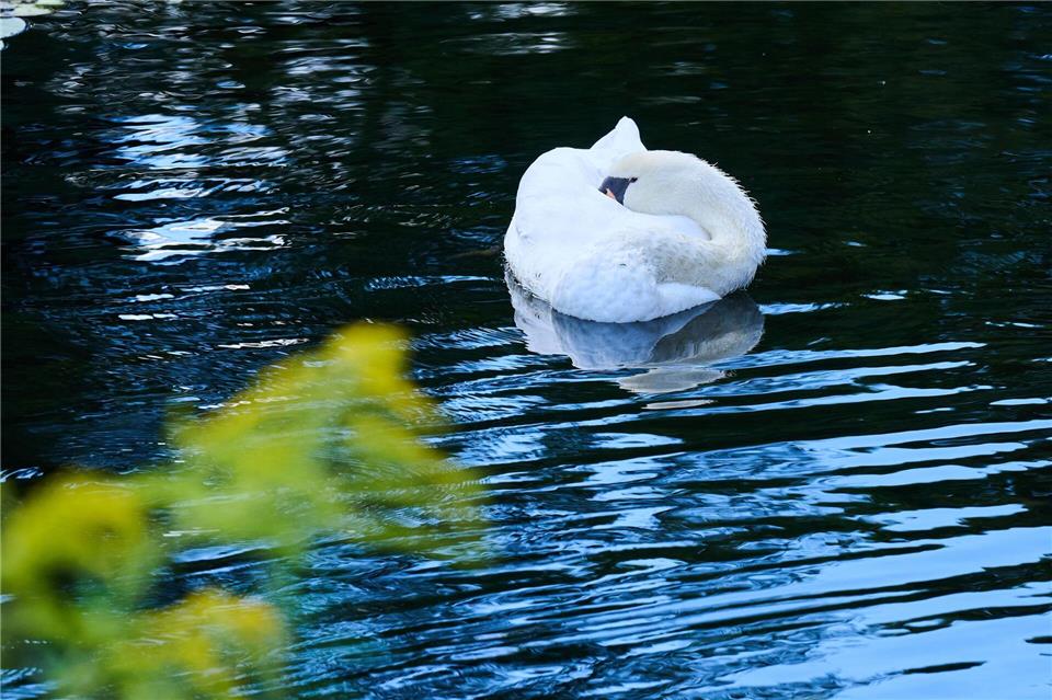 Die Polizei ermittelt wegen des Verdachts der Jagdwilderei und des Verstoßes gegen das Tierschutzgesetz. (Symbolbild)Annette Riedl/dpa