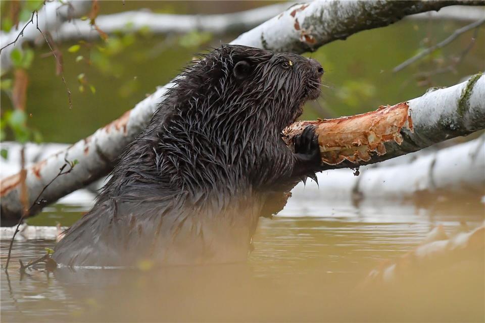 Die Polizei ermittelt wegen diverser Verstöße. (Symbolbild)Patrick Pleul/dpa-Zentralbild/dpa