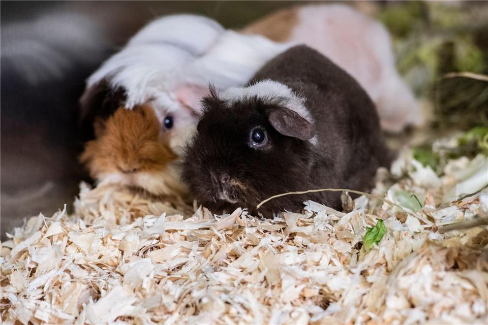 Die Polizei hat 20 Meerschweinchen in mit Einstreu ausgelegten Kisten gefunden. (Symbolbild)Paul Zinken/dpa