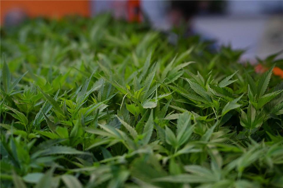 Die Polizei hat 400 Cannabis-Pflanzen beschlagnahmt. (Symbolbild)Michael Brandt/dpa