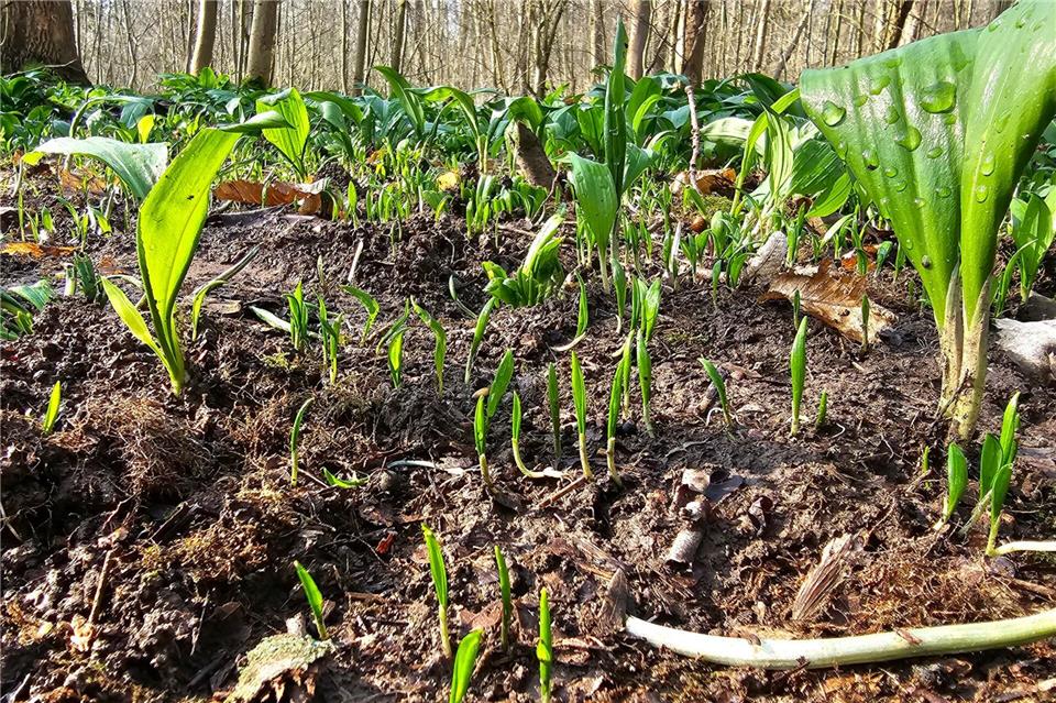 Die Polizei hat Bärlauch-Diebe gefasst. (Archivbild)Tobias Junghannß/dpa-Zentralbild/dpa