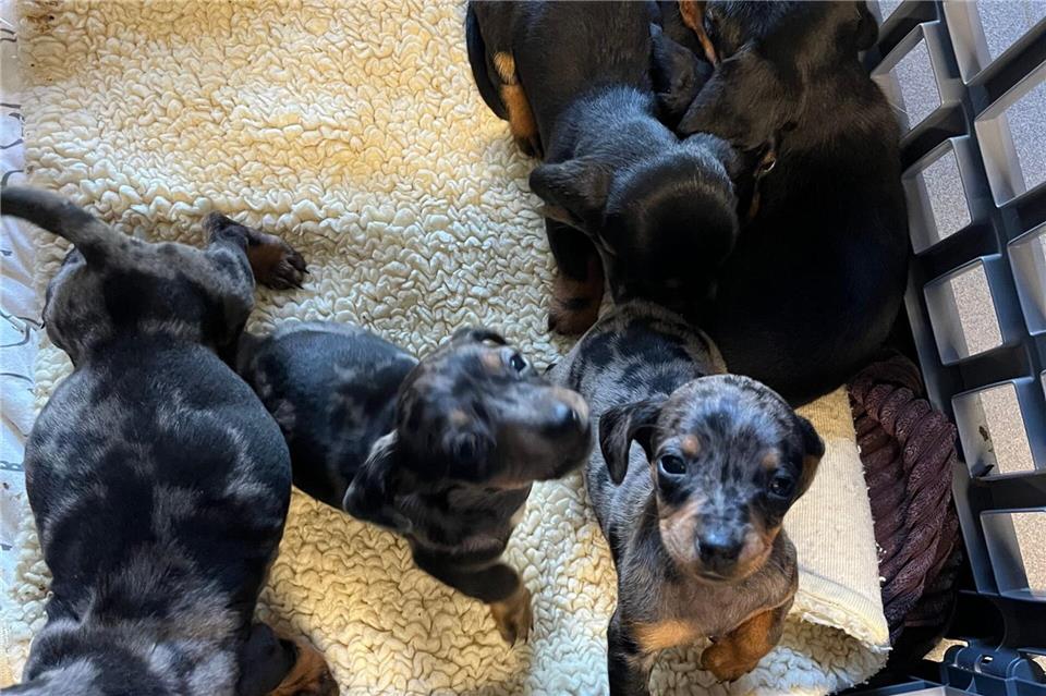 Die Polizei hat die Hunde in ein Tierheim gebracht.-/Polizeipräsidium Heilbronn/dpa