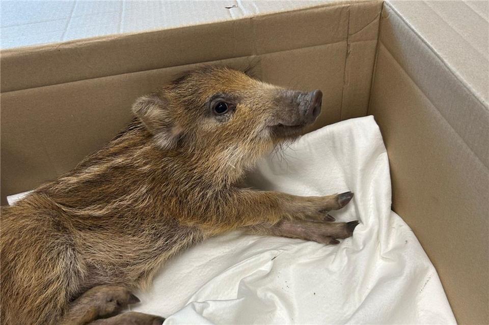 Die Polizei hat einen Frischling mitten in Idar-Oberstein eingefangen. Polizeiinspektion Idar-Oberstein/dpa