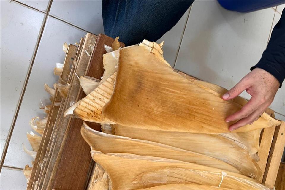 Die Polizei hat mehr als 1,5 Tonnen Haiflossen beschlagnahmt.---/Policia Federal Brasil/dpa