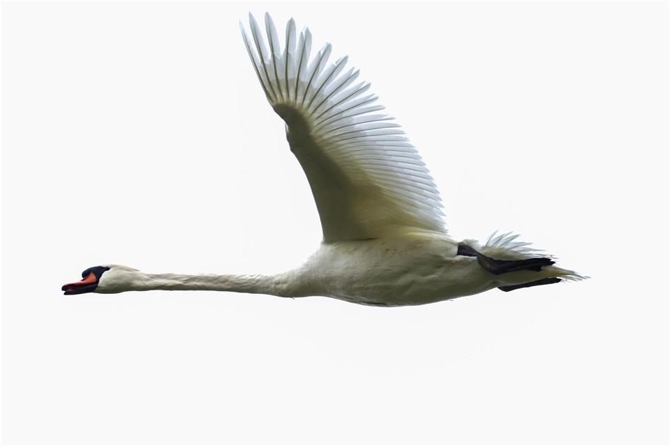 Die Polizei konnte den Schwan unverletzt in die Freiheit entlassen. (Symbolbild)Thomas Warnack/dpa