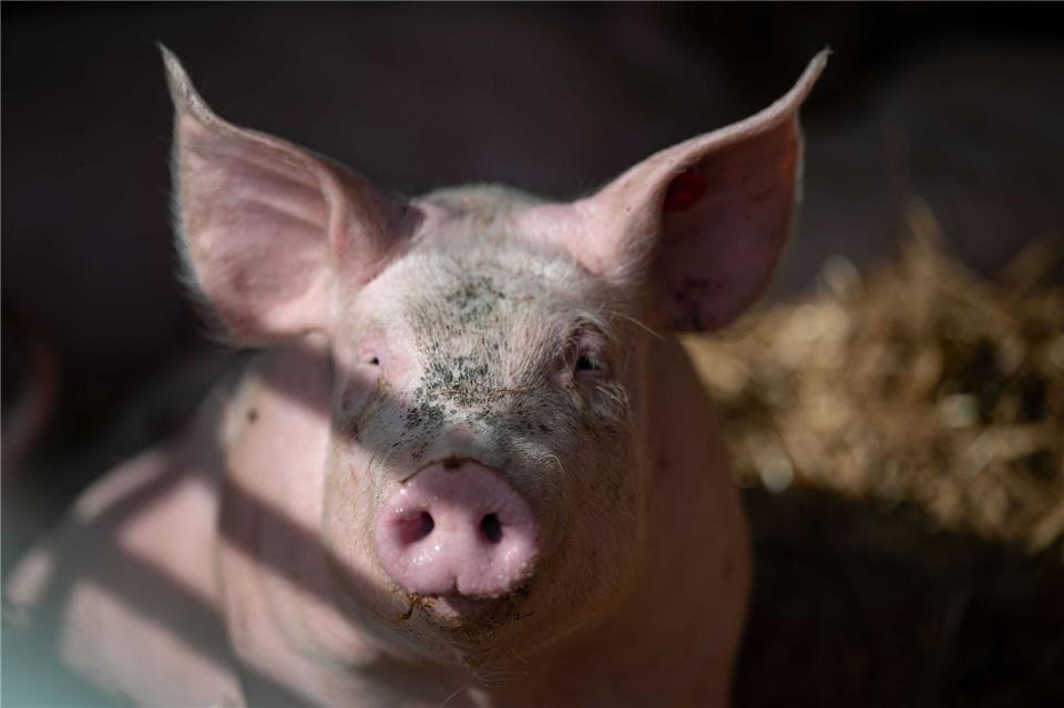 Die Polizei konnte die tierischen Ausreißer wohlbehalten ihrem Besitzer übergeben. (Symbolbild)Marijan Murat/dpa