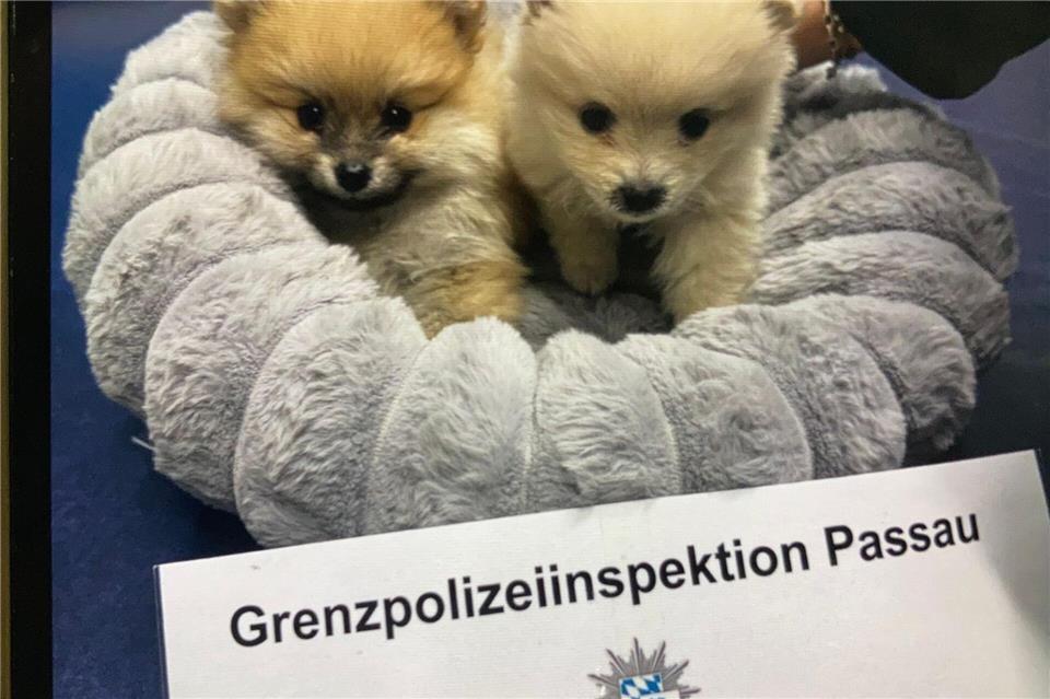 Die Polizei rettete die beiden unterkühlten Welpen. -/GPI Passau/dpa