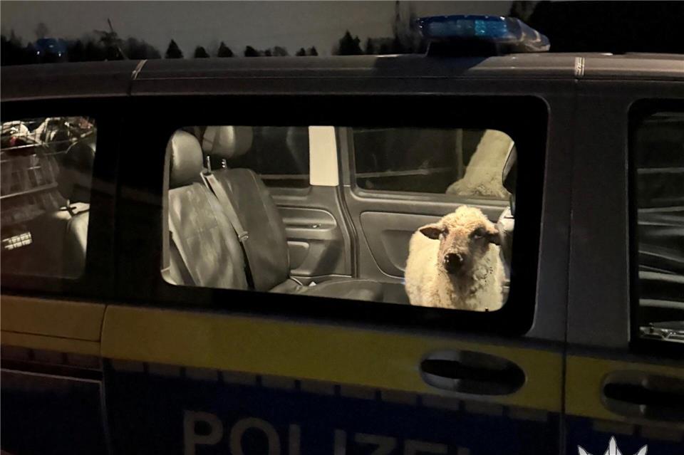 Die Polizei sperrt das entlaufene Schaf in den Streifenwagen.Polizeipräsidium Konstanz/dpa