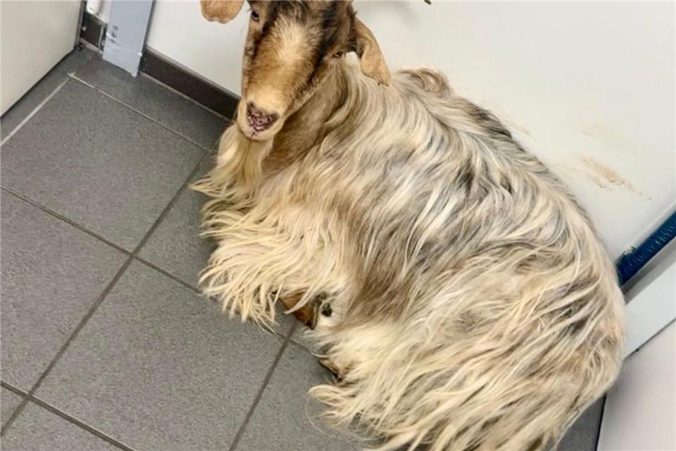 Die Polizei sucht nun den Besitzer des Tieres.Polizei Wesel/dpa