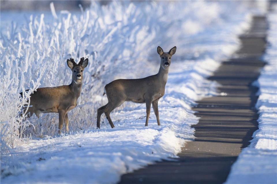 Die Polizei warnt vor der Gefahr von Wildunfällen in Kombination mit glatten Straßen. (Symbolbild)Patrick Pleul/dpa