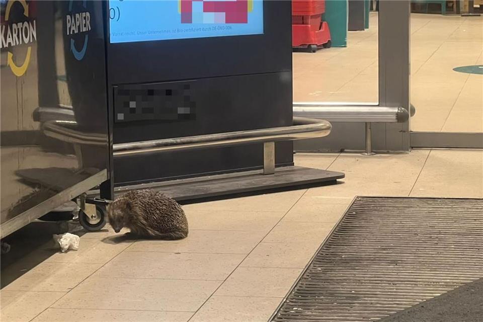 Die Polizisten entdeckten den Igel im Eingangsbereich des Supermarktes.Polizei Südosthessen/dpa