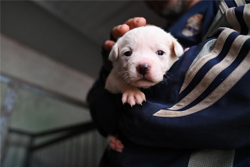 Die Polizisten fanden die Hundewelpen auf dem Beifahrersitz. (Symbolbild)Johannes Neudecker/dpa