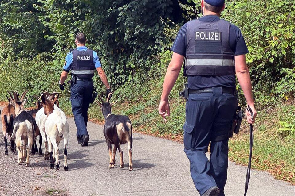 Die Polizisten finden die Tiere wieder ein. -/Polizeidirektion Pirmasens/dpa