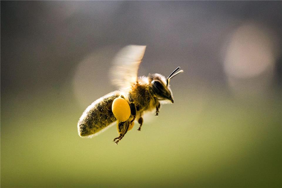 Die Pollen, die die Bienen nun sammeln, sollen vor allem auch den Nachwuchs ernähren. (Symbolbild)Frank Rumpenhorst/dpa