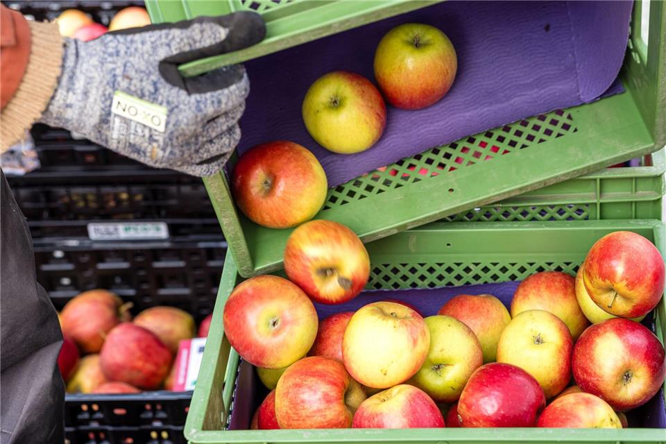 Die Preise für Äpfel sind gefallen. (Symbolbild) Frank Hammerschmidt/dpa