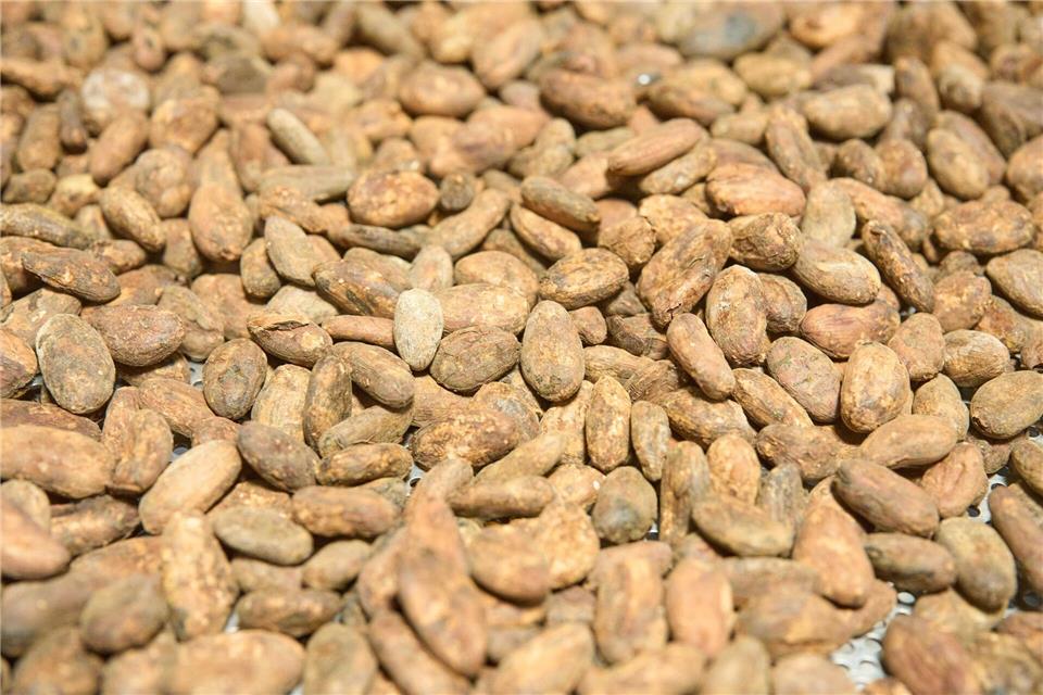 Die Preise für Kakaobohnen sind zuletzt stark geschwankt. Thomas Frey/dpa