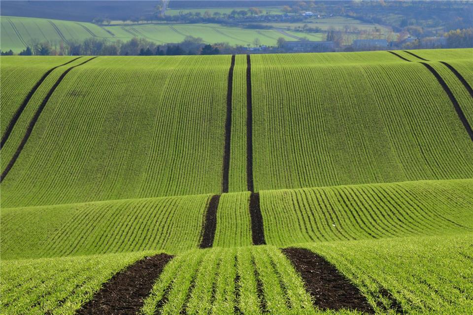 Preise für Agrarflächen bleiben stabil Die Preise für landwirtschaftliche Flächen blieben stabil. (Archivbild)Martin Schutt/dpa-Zentralbild/dpa