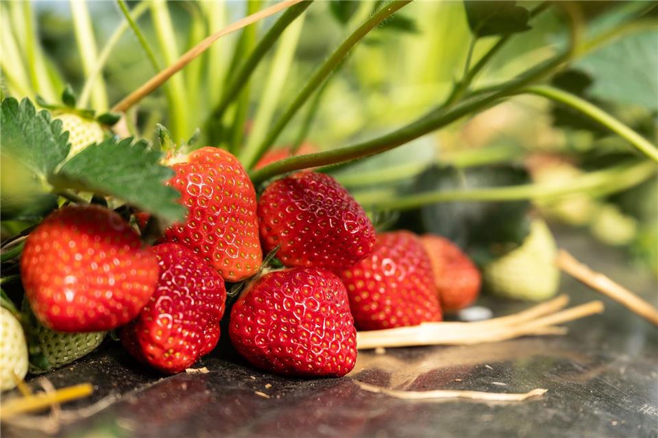 Die Preise lasssen sich noch nicht sicher abschätzen.Silas Stein/dpa