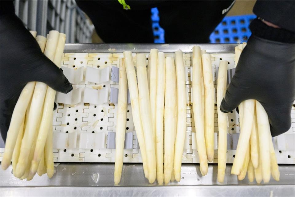 Die Prognose zur Spargelernte könnte Spargelliebhabern Sorgen machen.