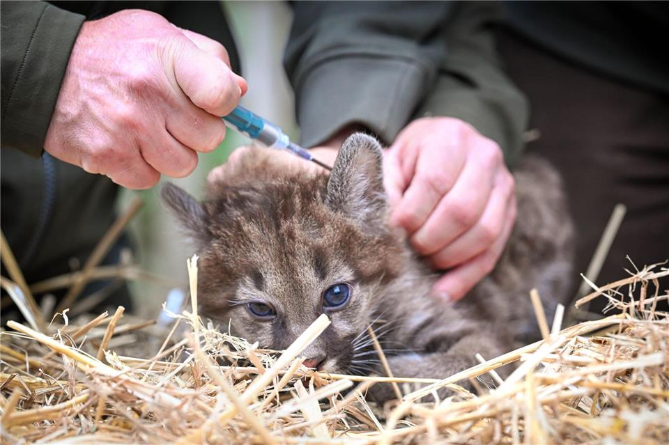 Die Puma-Jungtiere wurden geimpft und gechippt.Sina Schuldt/dpa