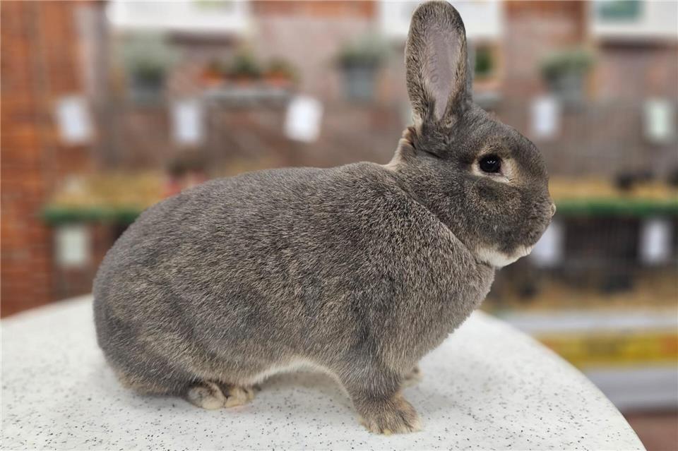 Die Raesfelder Kaninchenzüchter werden auf der Schau unterschiedliche Arten präsentieren, wie etwa Graublaue Wiener.