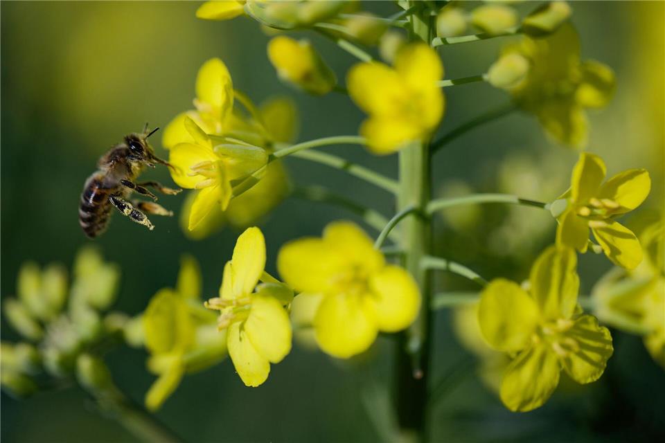 Die Rapsblüte ist jedes Jahr aufs Neue eine Augen- und Bienenweide. Henning Kaiser/dpa