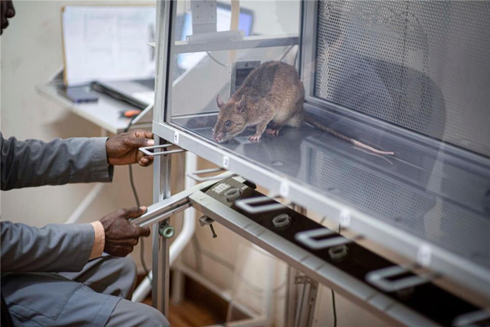 Die Ratten verursachen nur geringe Kosten und haben eine lange Lebensdauer. Apopo/dpa