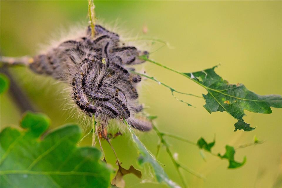 Die Raupen des Eichenprozessionsspinners gelten als ernstes Gesundheitsrisiko. Ihre feinen Brennhaare können starke allergische Reaktionen, juckende Hautausschläge und Atemprobleme auslösen. (Archivbild)picture alliance/dpa
