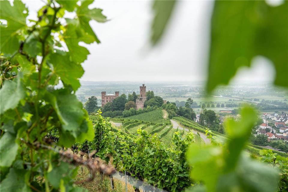 Die Reben auf den Weinbergen rings um das Schloss Ortenberg im badischen Ortenaukreis wachsen auf alten Granitböden und verleihen den daraus produzierten Weinen besondere mineralische Tiefe.Silas Stein/dpa/dpa-tmn