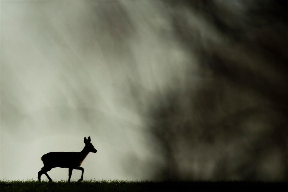 Die Rehe wurden offenbar unter anderem mit einem Pfeil getötet. (Archivbild)Julian Stratenschulte/dpa