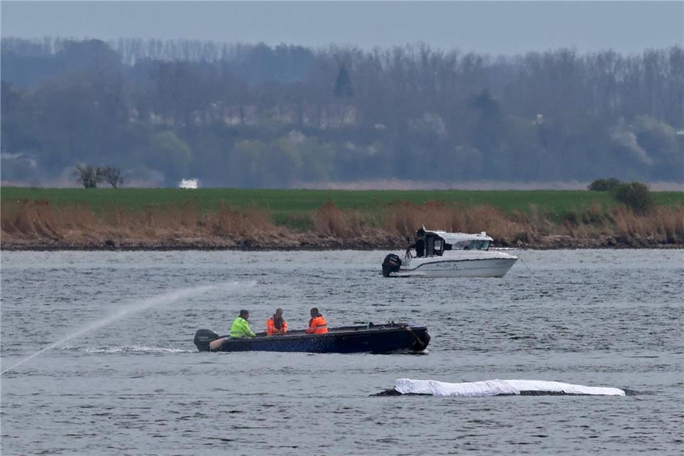 Die Rettungsaktion läuft, aber der Wal sollte am Samstag nicht mehr transportiert werden.Bernd Wüstneck/dpa