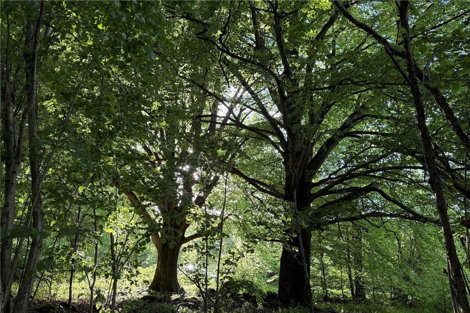 Die Rhön ist wie hier in ihrem bayrischen Teil Lebensraum alter knorriger Bäume. (Archivbild)Michael Bauer/DPA