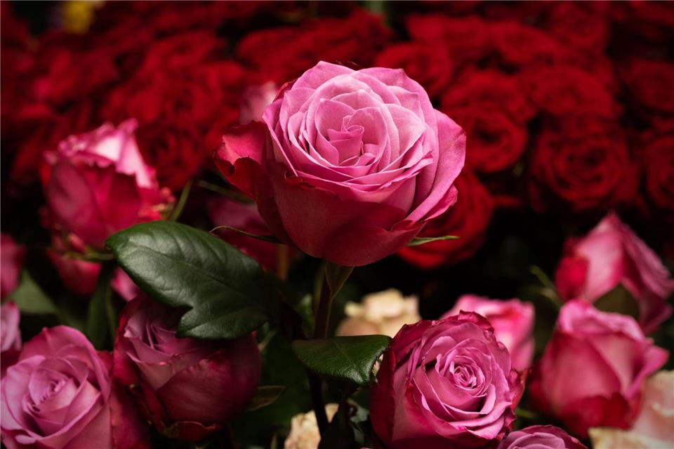 Die Rose ist die mit Abstand beliebteste Schnittblume in Deutschland. (Archivbild)Soeren Stache/dpa