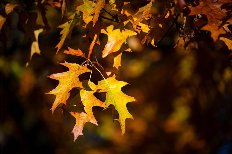 Die Roteiche stammt ursprünglich aus den USA und Kanada.Sina Schuldt/dpa