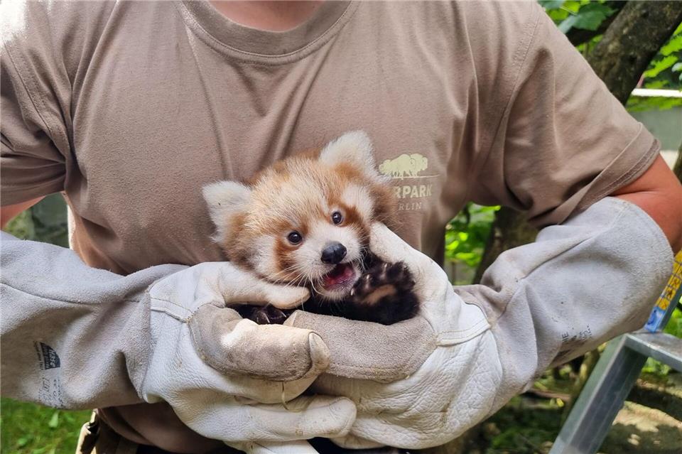 Wie Spieler vom 1. FC Union: Rote Panda-Babys bekommen Namen Die Roten Pandas im Berliner Tierpark heißen Lisa Hari und Freddy Kumar. (Archivbild)Tierpark Berlin/Zoo Berlin/dpa