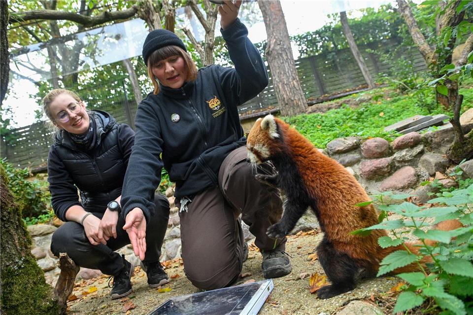 Die Roten Pandas im Magdeburger Zoo hatten in diesem Jahr einen Neuzugang bekommen. (Archivbild)Klaus-Dietmar Gabbert/dpa