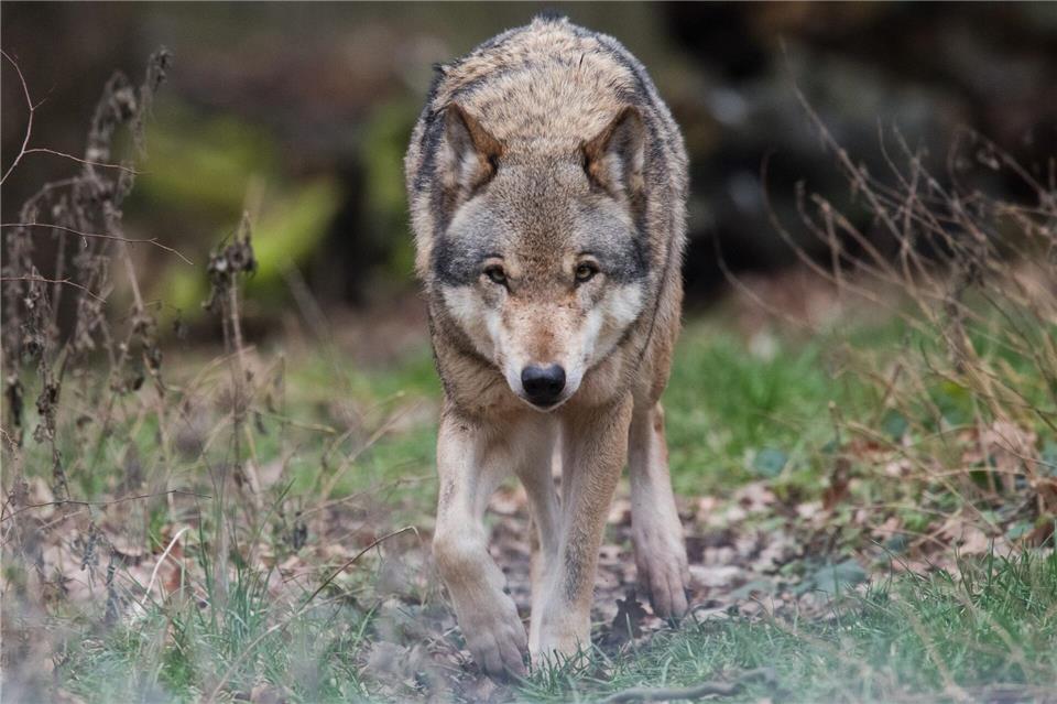 Die Rückkehr des Wolfs führt in Niedersachsen seit Jahren zu Konflikten zwischen Tierhaltern und Naturschützern. (Symbolbild)Julian Stratenschulte/dpa