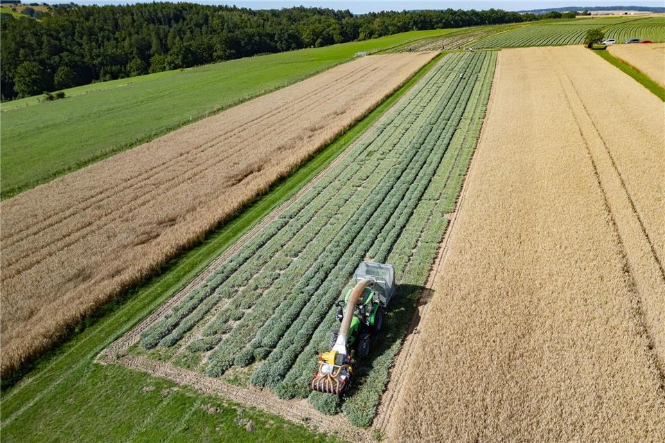 Die Salbeiernte auf den Feldern der Bombastus-Werke geht nach zwangsbedingter Regenpause weiter.Robert Michael/dpa