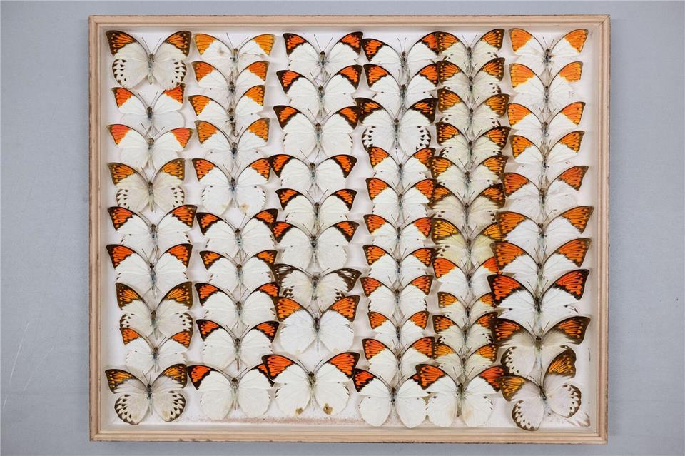 Die Sammlung stammt aus den Philippinen.Boris Roessler/dpa