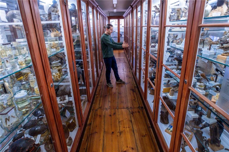 Pfeilstorch-Promi und Eisbär Churchill - Sammlung feiert  Die Sammlung umfasst heute mehrere tausend präparierte Tiere – von Säugetieren und Vögeln bis zu Insekten, Reptilien und Fischen.Jens Büttner/dpa