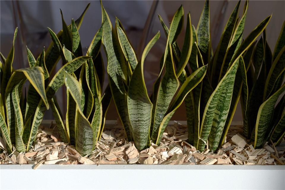 Die Sansevierie produziert nachts Sauerstoff und sorgt so für ein hervorragendes Schlafklima.Andrea Warnecke/dpa-tmn