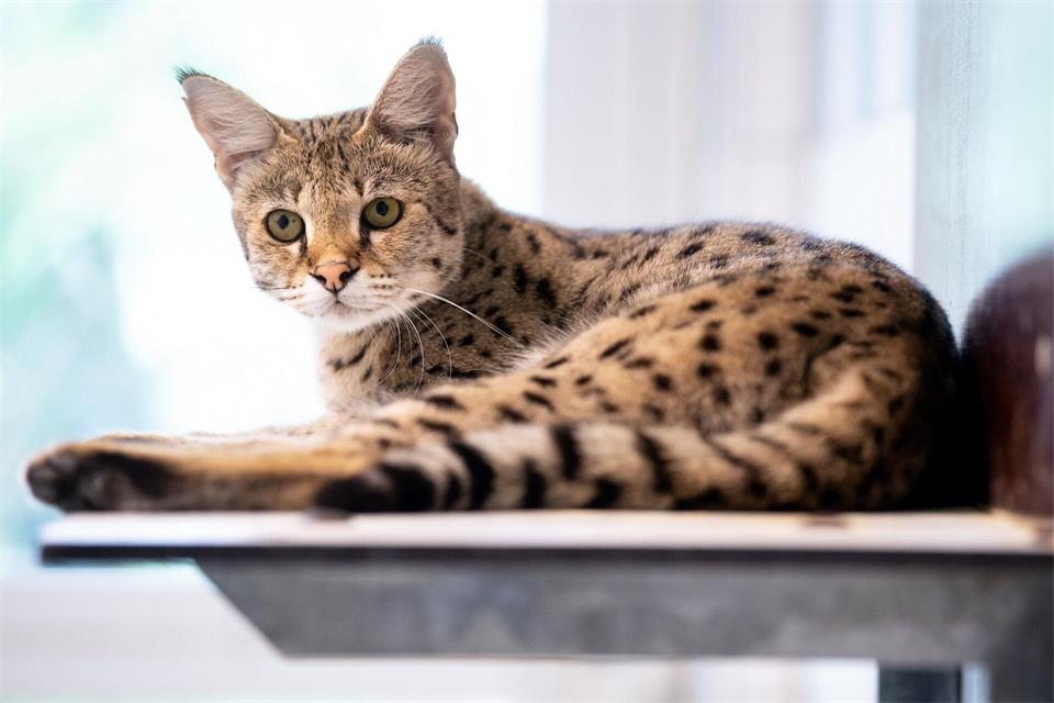 Die Savannah-Katze sieht majestätisch aus - doch auch ihre Zucht ist umstritten. (Illustration)Sven Hoppe/dpa