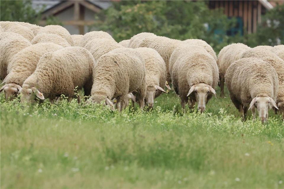 Die Schafbestände gehen in Thüringen zurück. Dabei leisten die Tiere wertvolle Arbeit für die Pflege von Deichen.Bodo Schackow/dpa