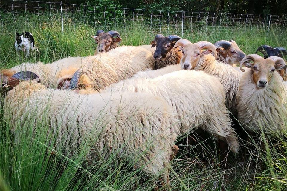 Die Schafe von Heide Kickel-Kunst sollen Flächen am Tiergarten pflegen.