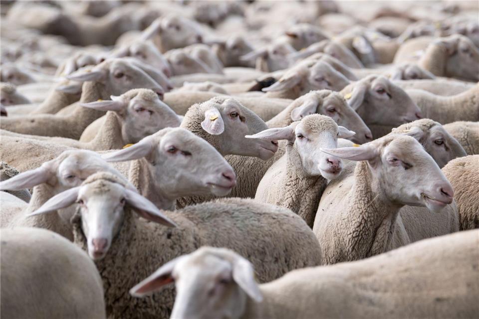 Die Schafe waren ersten Erkenntnissen zufolge ordnungsgemäß gesichert. (Symbolbild)Sven Hoppe/dpa